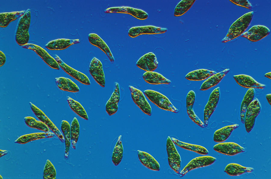 Euglena Gracilis Lm Photograph By Michael Abbey