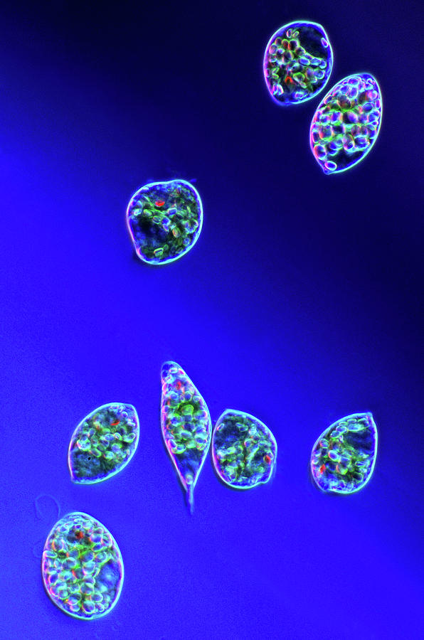 Nature Photograph - Euglena Protozoa #1 by Marek Mis