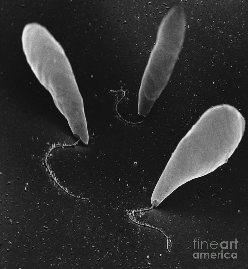 Euglena Sem #1 Photograph by David M. Phillips / The Population Council