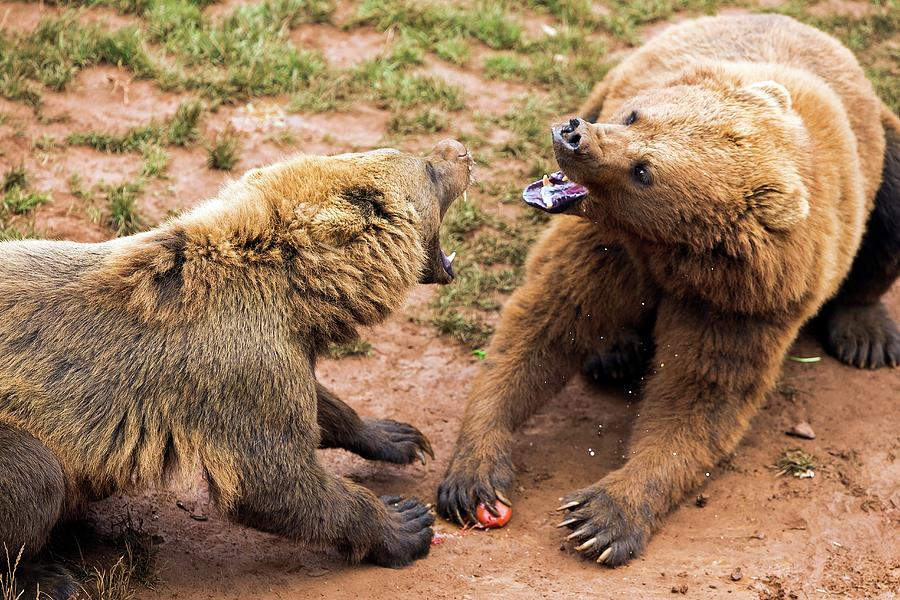 Eurasian Brown Bears Fighting #1 Photograph by Nicolas Reusens