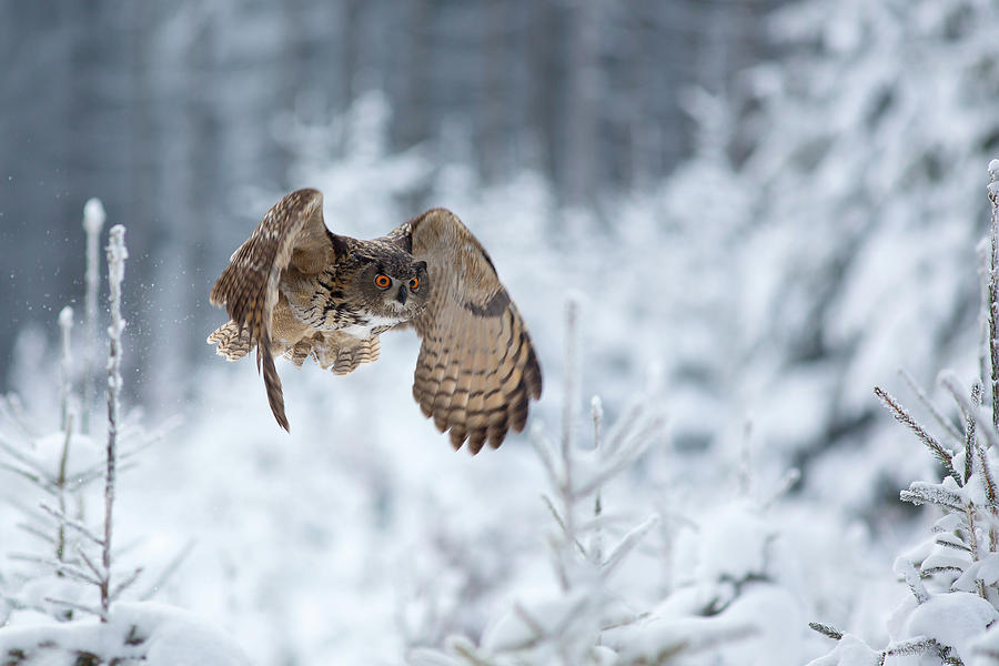 Owl Photograph - Eurasian Eagle-owl by Milan Zygmunt