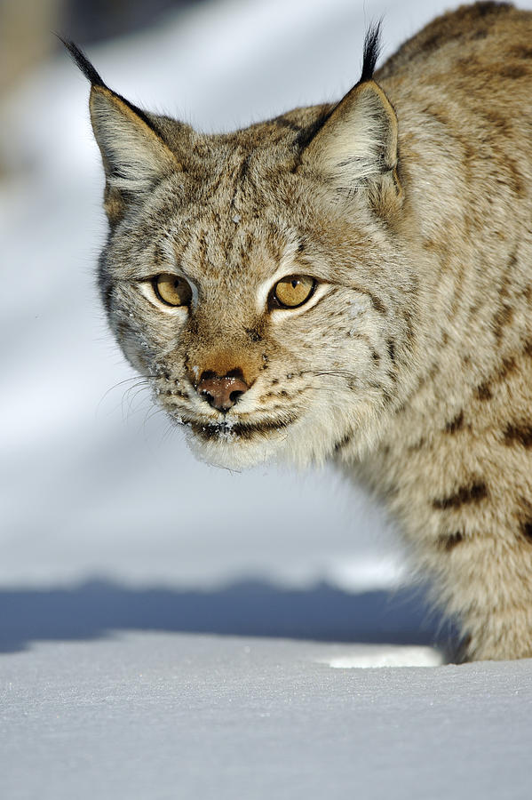 Eurasian Lynx In Snow #2 Photograph by Willi Rolfes