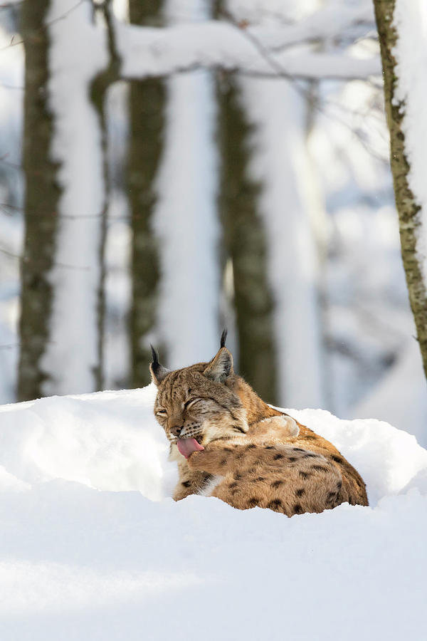Winter Photograph - Eurasian Lynx (lynx Lynx #1 by Martin Zwick