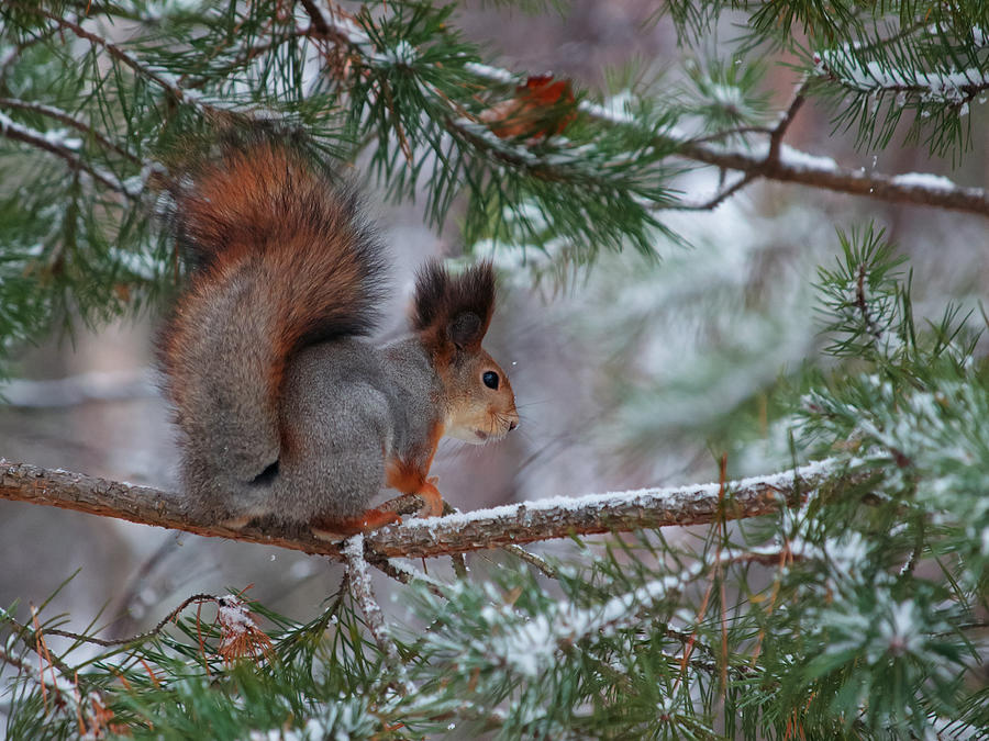 Eurasian red squirrel #1 Photograph by Jouko Lehto