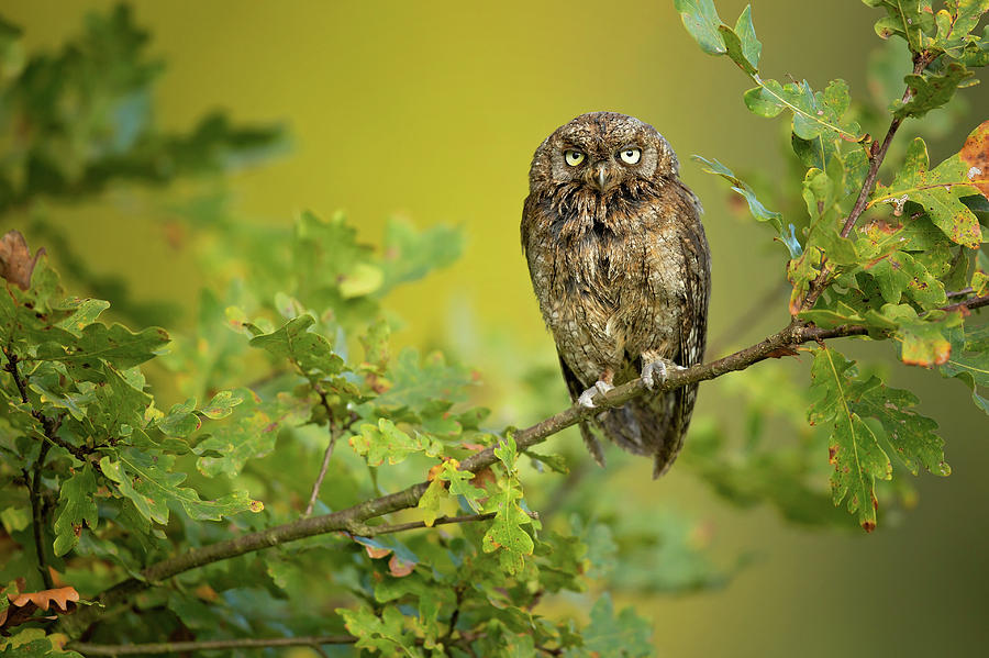 Owl Photograph - Eurasian Scops Owl #1 by Milan Zygmunt