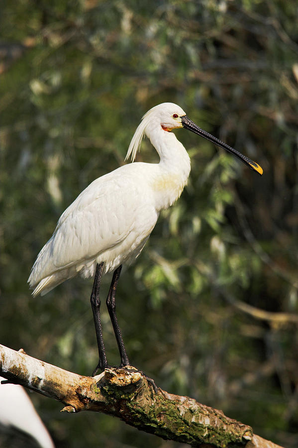 Heron Photograph - Eurasian Spoonbill Or Common Spoonbill #1 by Martin Zwick