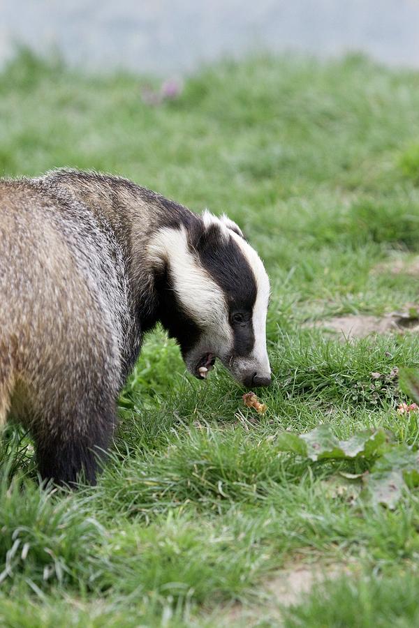Spring Photograph - European Badger #1 by Gustoimages/science Photo Library