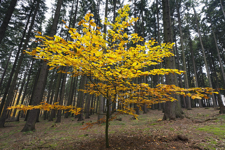 European Beech In Norway Spruce Forest #1 Photograph by Duncan Usher