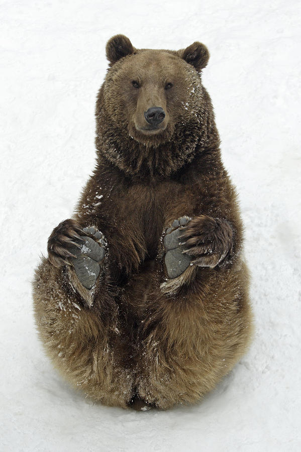 European Brown Bear #1 Photograph by Duncan Usher