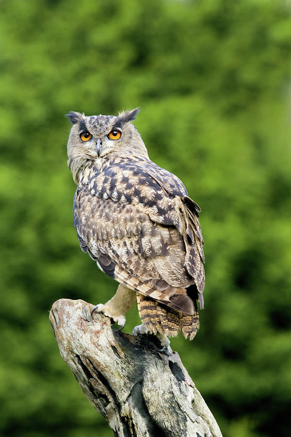 European Eagle Owl #1 Photograph by John Devries/science Photo Library