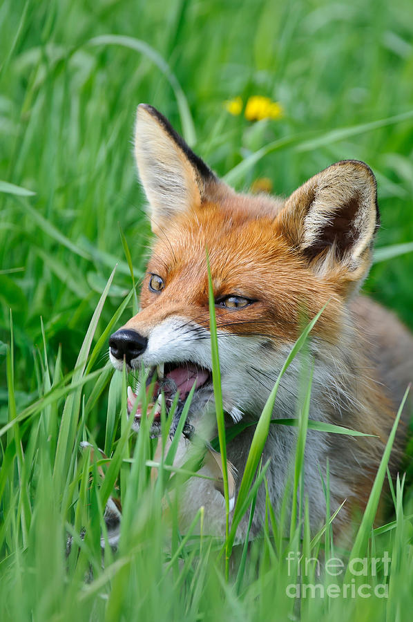 European Fox Eating Bird Photograph by Willi Rolfes