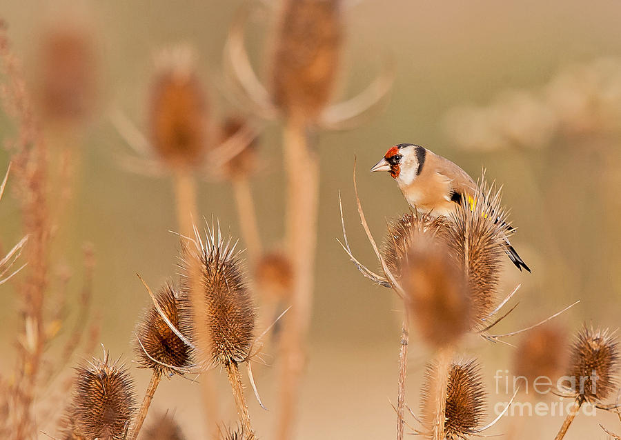 European Goldfinch #1 Photograph by Jean-Luc Baron