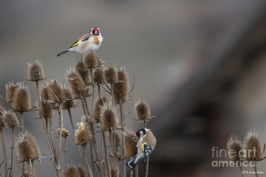European Goldfinch #7 Photograph by Jivko Nakev