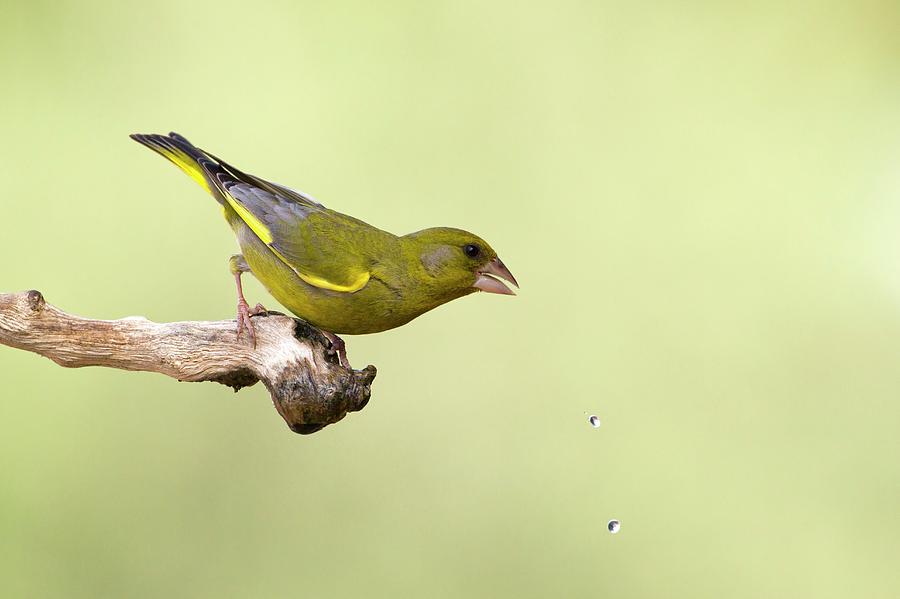 Finch Photograph - European Greenfinch Carduelis Chloris #1 by Photostock-israel