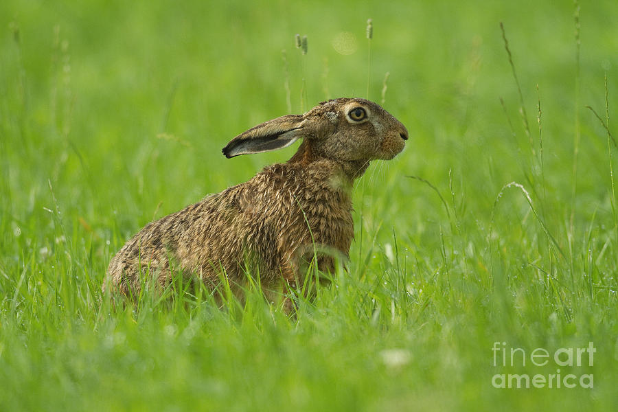 European Hare #1 Photograph by Helmut Pieper