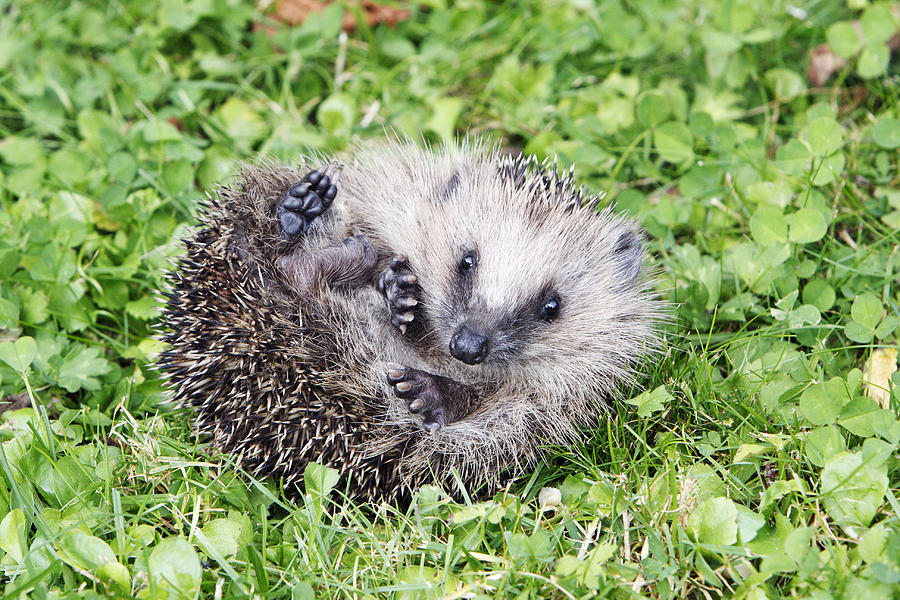 European Hedgehog