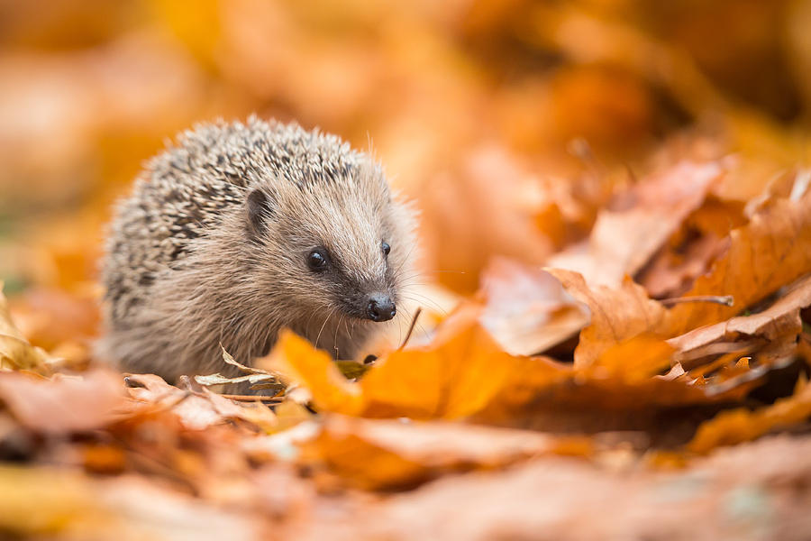 European hedgehog (Erinaceus europaeus) #1 Photograph by DamianKuzdak