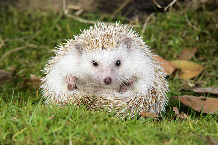 European Hedgehog #1 Photograph by John Daniels