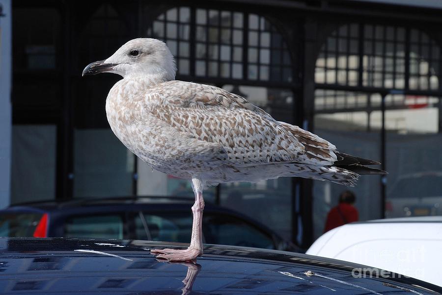 European Herring Gull #1 Photograph by David Fowler