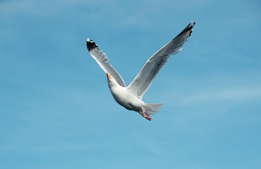Nature Photograph - European Herring Gull #1 by Dr P. Marazzi/science Photo Library