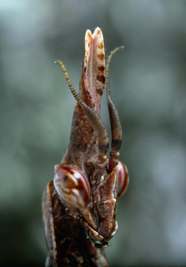 European Mantis #1 Photograph by Perennou Nuridsany