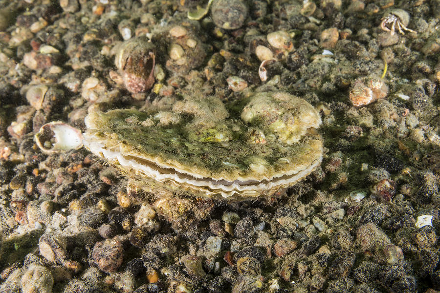 European Oyster #1 Photograph by Andrew J. Martinez