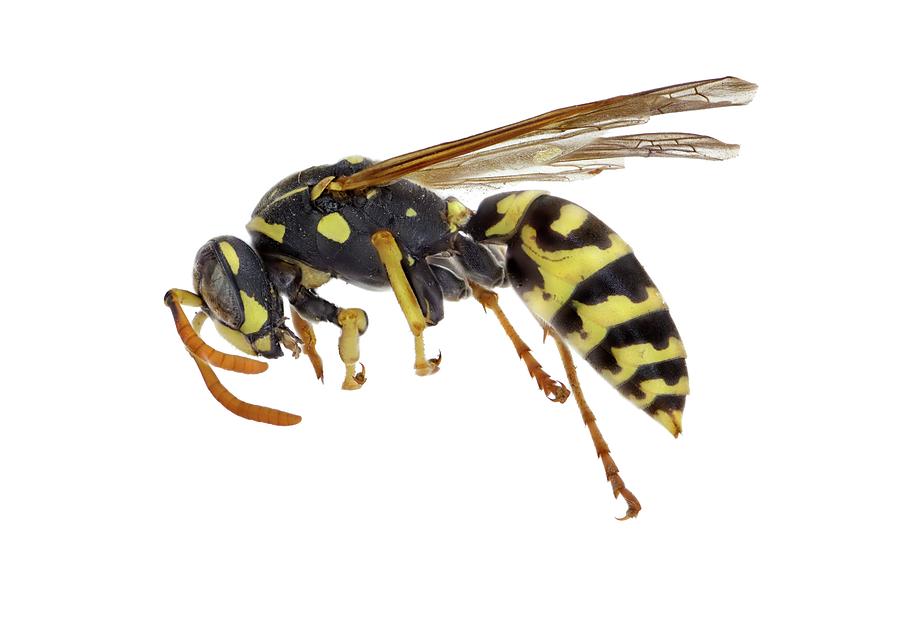 Wildlife Photograph - European Paper Wasp #1 by F. Martinez Clavel
