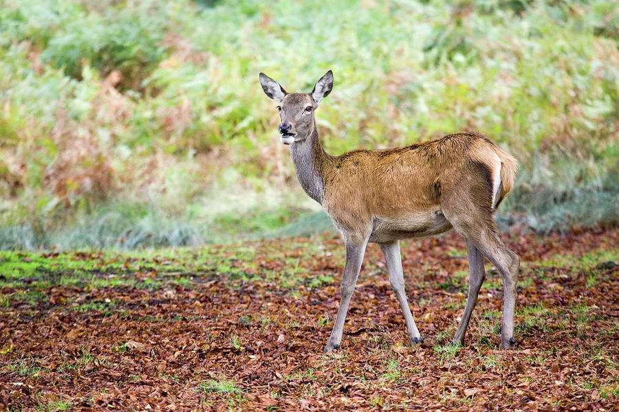 Deer Photograph - European Red Deer Doe #1 by John Devries/science Photo Library