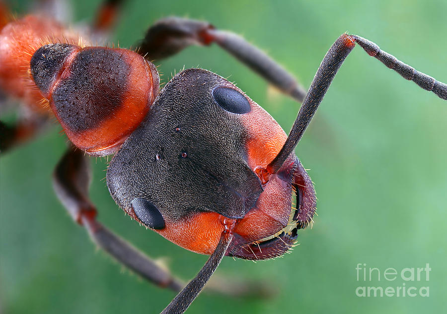 Ant Photograph - European Red Wood Ant #2 by Matthias Lenke