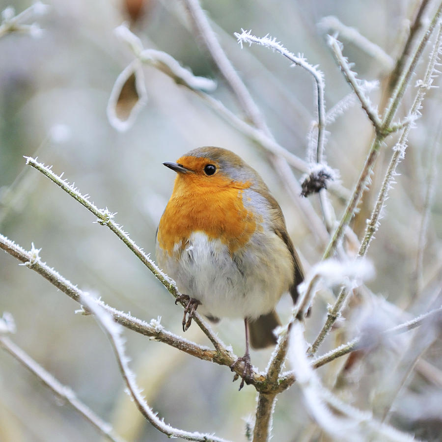 Winter Photograph - European Robin #1 by John Daniels