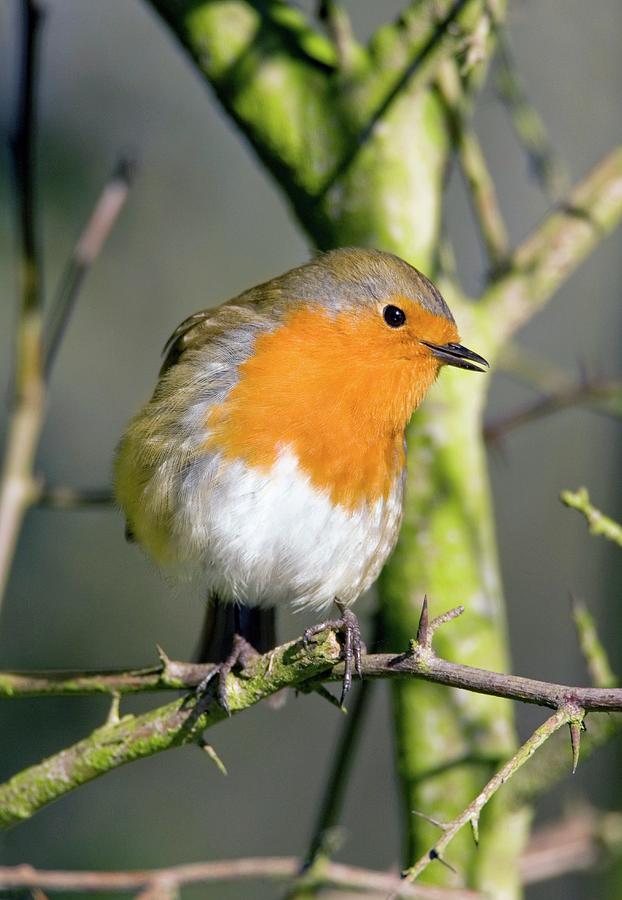 European Robin Photograph by John Devries/science Photo Library - Fine ...