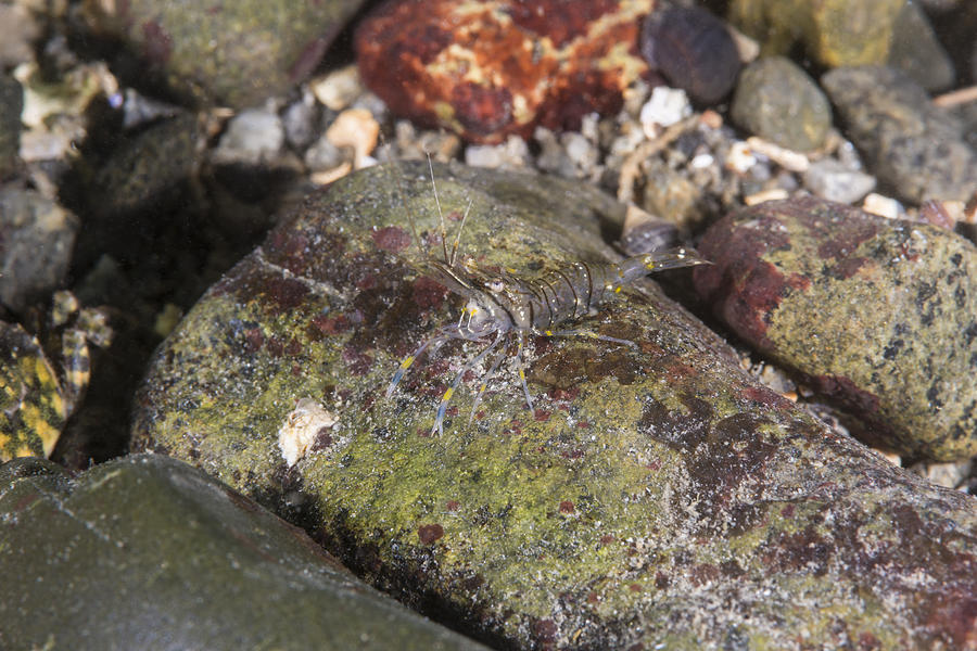 European Rock Shrimp #1 Photograph by Andrew J. Martinez