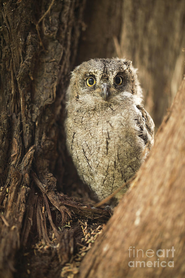 European Scops Owl #1 Photograph by Alon Meir