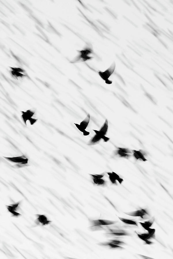 Wildlife Photograph - European Starling Flock #1 by Manuel Presti/science Photo Library