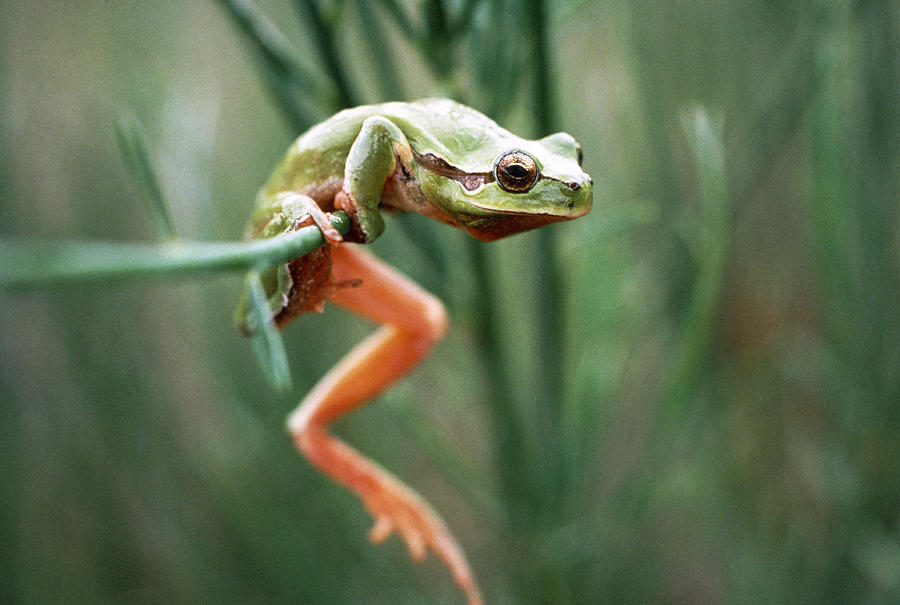 European Tree Frog #1 Photograph by Perennou Nuridsany