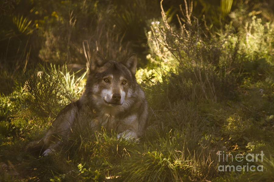 European Wolf #1 Photograph by Ang El