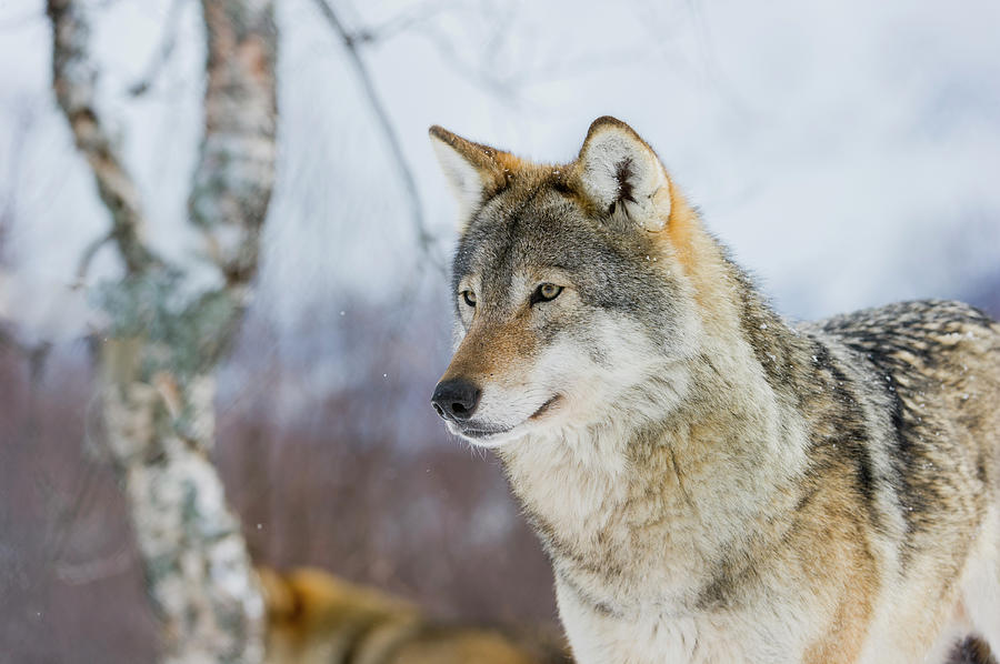 European Wolf In Winter by Roger Eritja