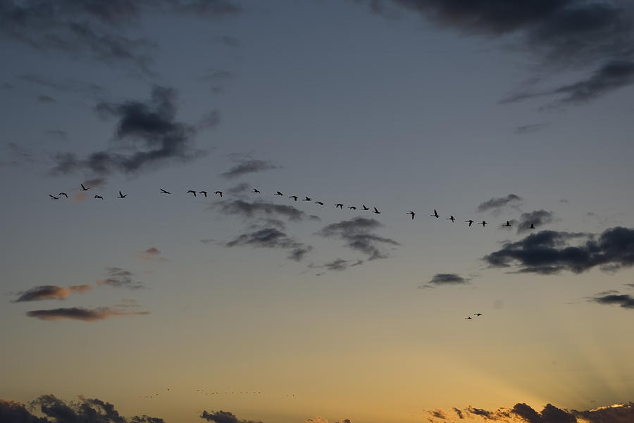Evening Flight #2 Photograph by Rhonda McDougall