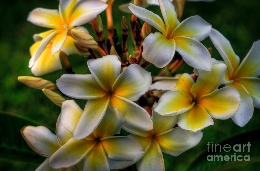 Evening Plumerias #1 Photograph by Kelly Wade