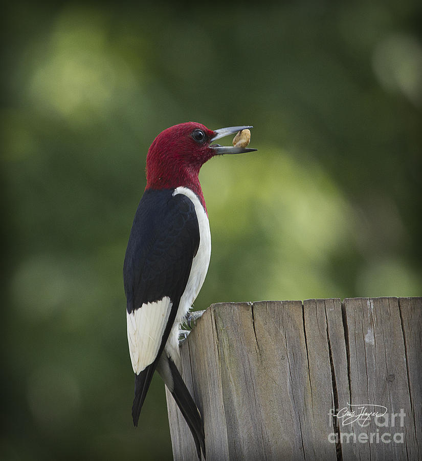Woodpecker Photograph - Evening Snack #1 by Cris Hayes