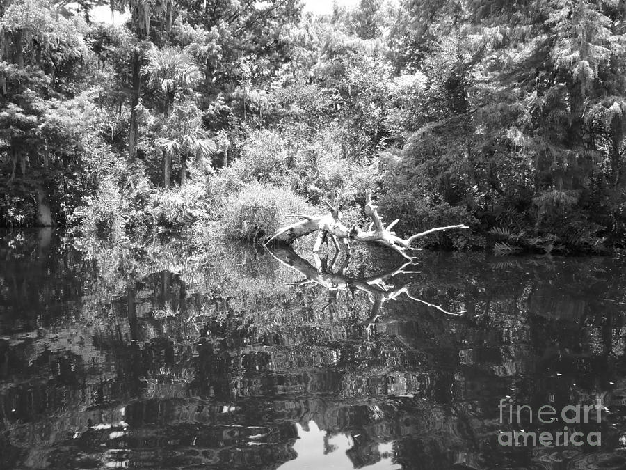 Black And White Photograph - Everglades #1 by Carey Chen