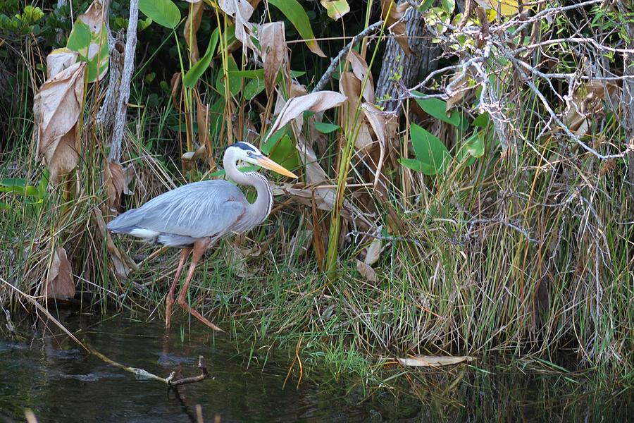 Everglades Life #1 Photograph by Valia Bradshaw - Fine Art America