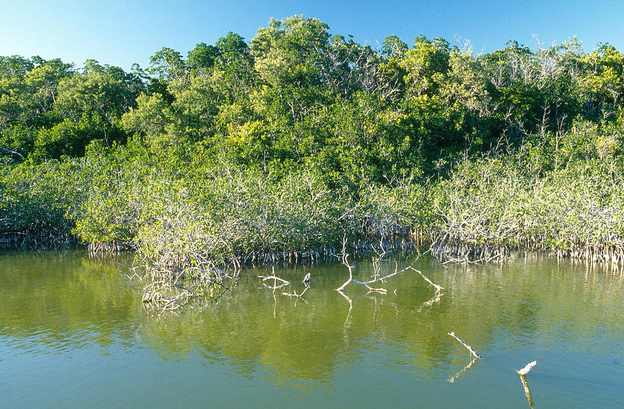 Everglades Mangrove Swamp #1 Photograph by James Steinberg