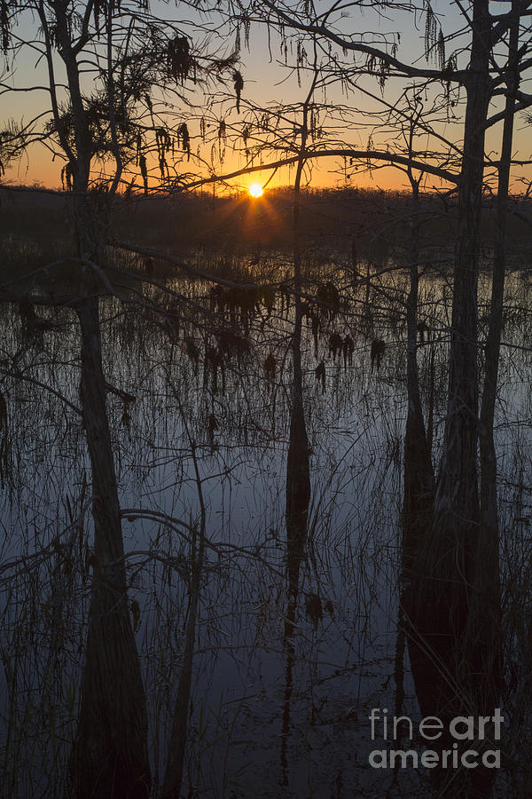 Everglades Sunrise #1 Photograph by Jim West
