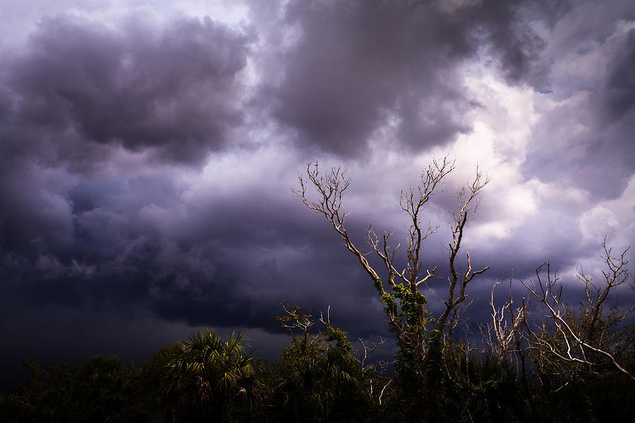 Everglades National Park Photograph - Everglades Trees and Stormy Sky #2 by Jonathan Gewirtz