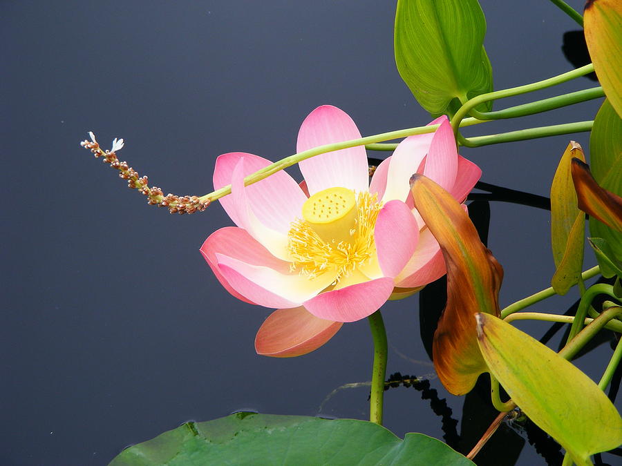 Exotic Waterlily #1 Photograph by Margie Avellino