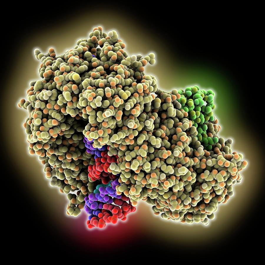 Exportin Complexed With Pre-microrna #1 Photograph by Laguna Design/science Photo Library