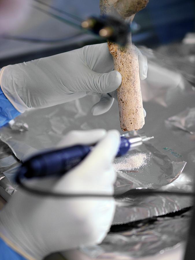 Extraction Of Fossil Dna Photograph by Javier Trueba/msf/science Photo