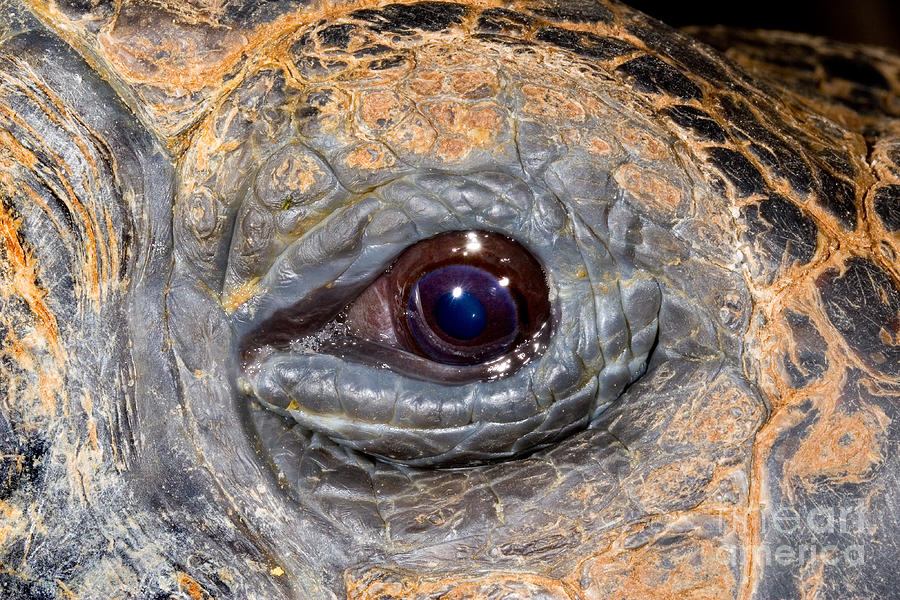 Eye Of A Galapagos Tortoise #1 Photograph by Gregory G. Dimijian