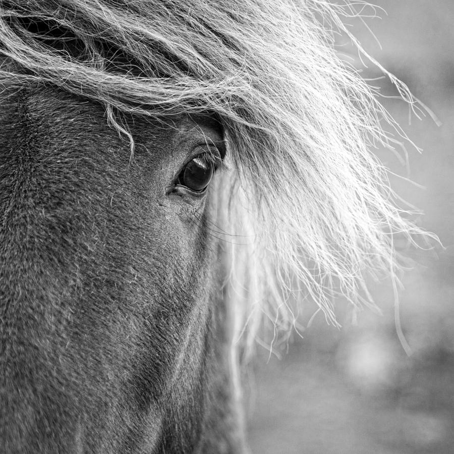 Eye of a pony Photograph by Alexey Stiop